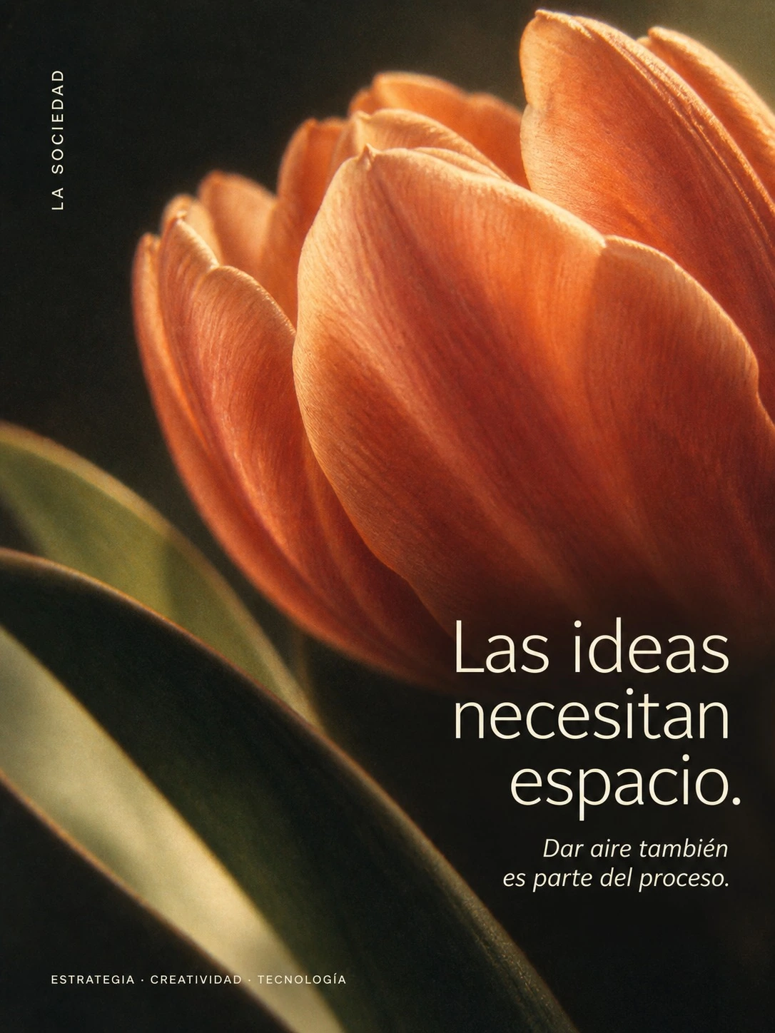 Tulipán naranja sobre verde oliva. Las ideas necesitan espacio.